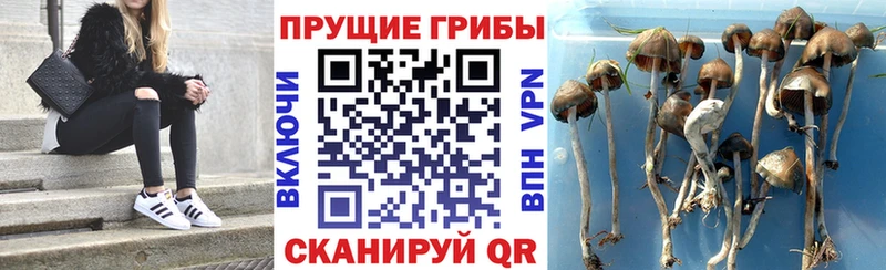 Купить где  Дзержинский  Псилоцибиновые грибы мухоморы 